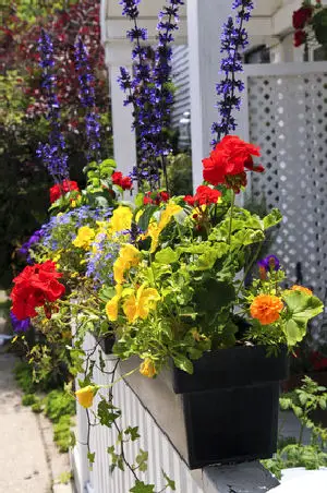 Colorful window boxes say welcome!