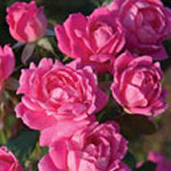 Easy to grow knock-out roses