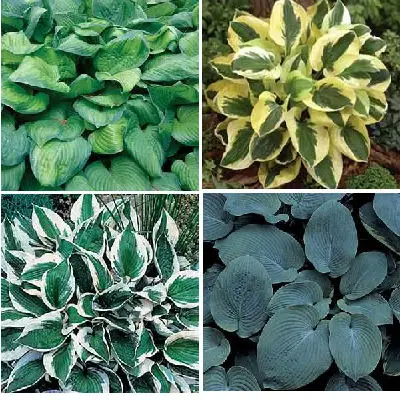 Foliage plants for containers.