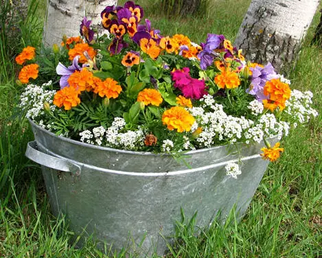 A bucket full of blooms.