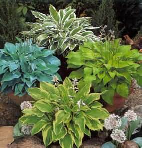 Variations of hostas in containers.