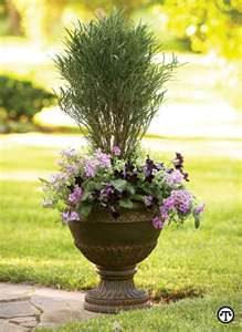 Grow shrubs in containers.