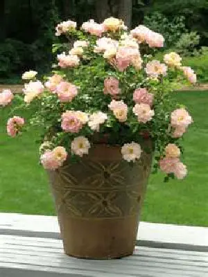Rose gardening in containers.