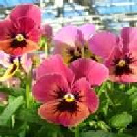Pansies are edible and add color to your dishes.