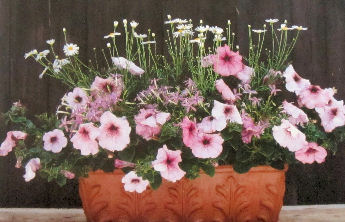 Almost unlimited choices for flowers to grow in containers.