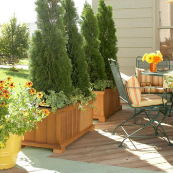 Create a wall with shrubs or trees in containers.