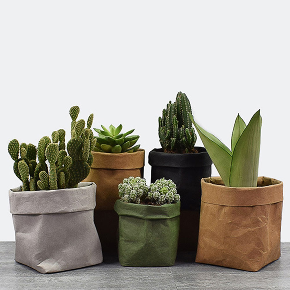 paper bolsa plant pot