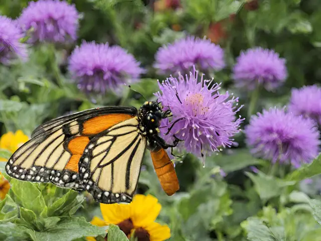 How to Attract Pollinators to your Container Garden