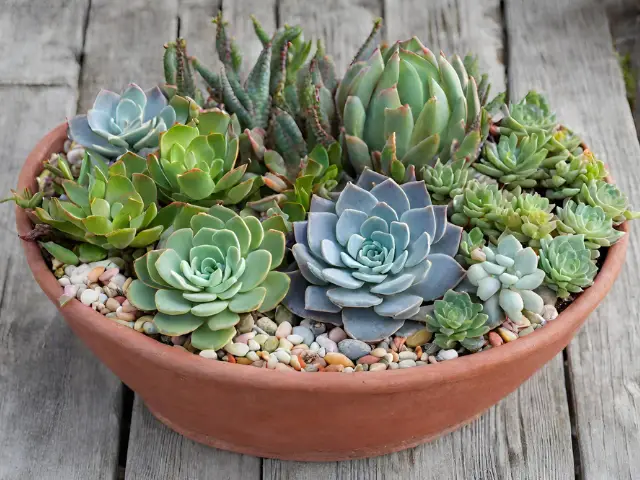 How to Create a Succulent Wonderland in Containers