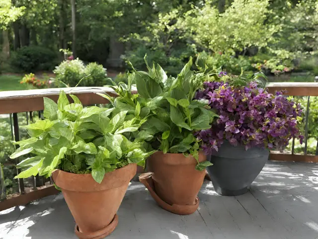 How to Create the Perfect Balance of Shade and Sun in a Container Garden