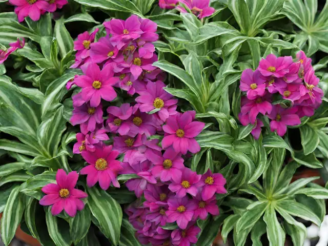 Low-Maintenance Plants for Busy Container Gardeners