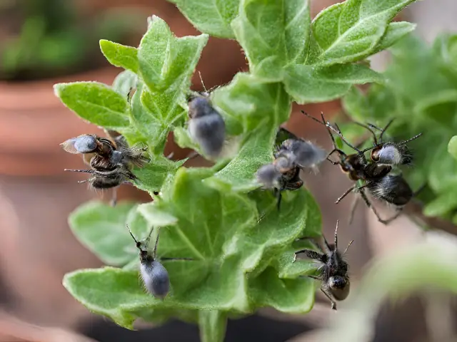 Preventing Pests and Diseases in Your Container Garden