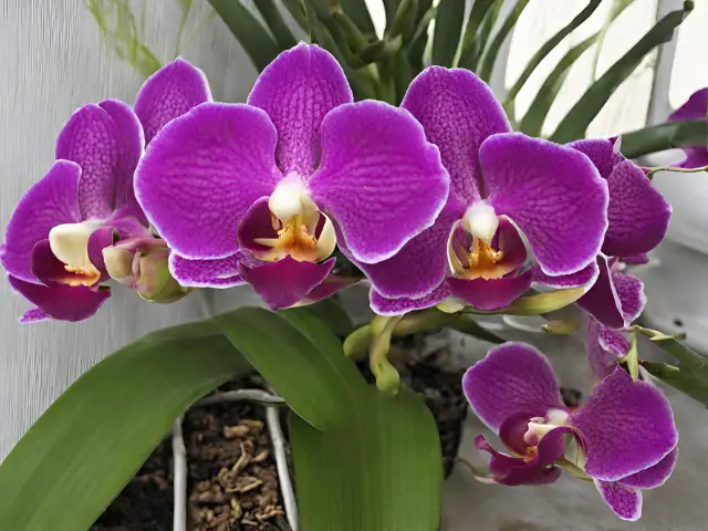 Tips on Growing Beautiful Orchids in Containers