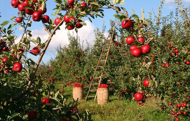 apples orchard apple trees