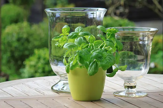 basil herbs green fresh food