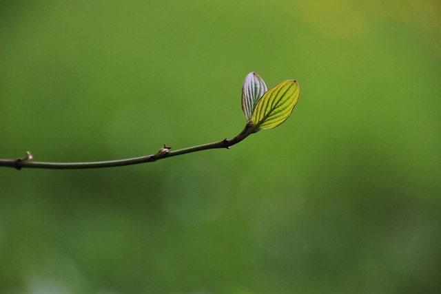 leaf rostock growth plants sprig