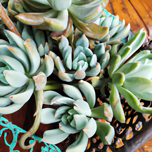 A Thriving Succulent Garden: The Beauty of Succulents in Containers