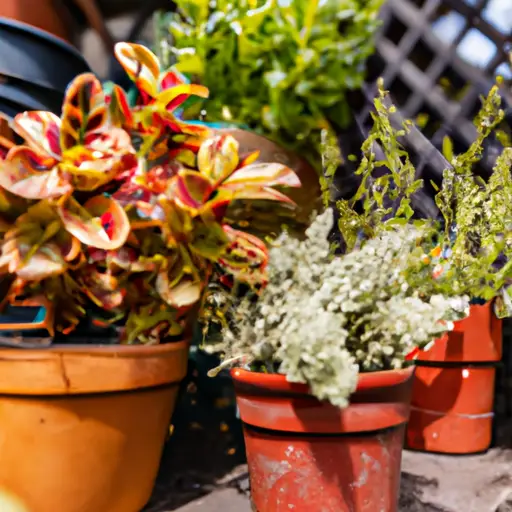 Container gardens