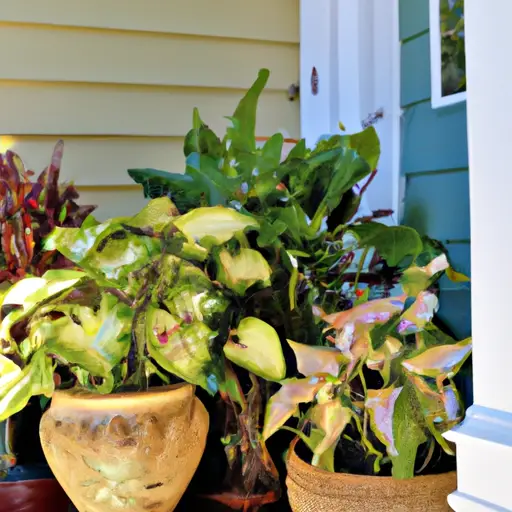 Creating an Oasis on your Porch with Tropical Plants in Containers