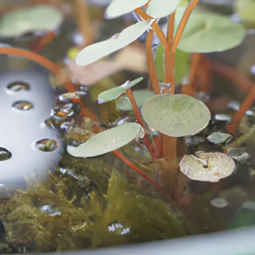 Deep Dive into Aquatic Gardening: The Wonders of Water Plants in Containers