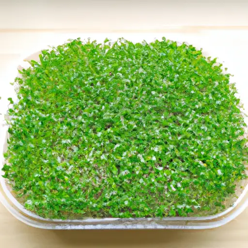 Discover Microgreens: Nutritious Superfoods from Your Own Container Garden
