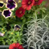 Discover the Beauty of Container Gardens