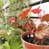 Embrace Nature with Container Gardening