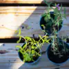 Exploring the Joys of Container Gardening