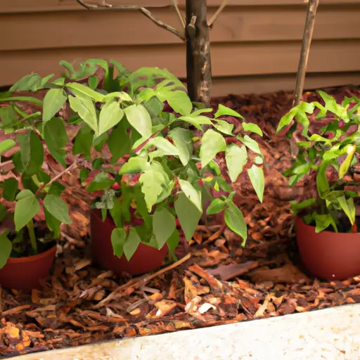 Revamp Your Outdoor Space with Container Gardening