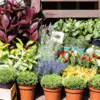 The Art of Container Gardening: A Guide to Flourishing Plants