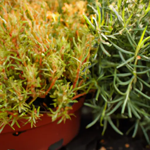 The Secret to Thriving Plants in Your Container Garden