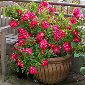 Drought Resistant Plants Br For Containers Enjoy Container Gardening