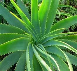 Succulents in container gardens.