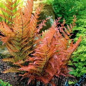 Overwintering container ferns.