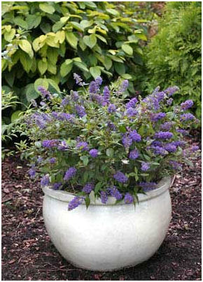 Butterfly bush in container.