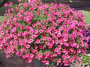 Calibachoa or million bells petunias