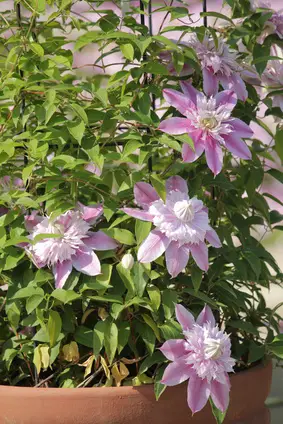 Vines and climbers do well in container gardens.