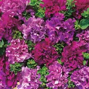 Ruffle bloom petunias.