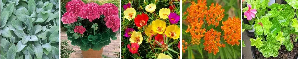 Colorful drought resistant plants for container gardens.