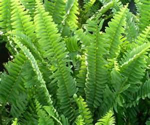 Ferns in container gardens.