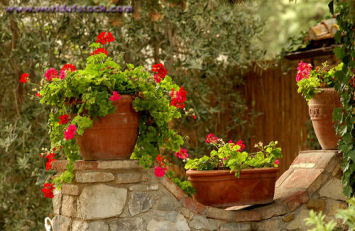 Geraniums