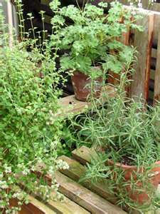Herb gardening in containers