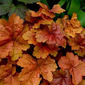 Colorful heucheras or coral bells