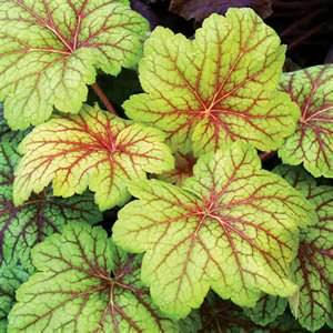 Heucheras grow well in containers.