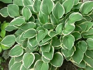 Popular hostas are great in container gardens.