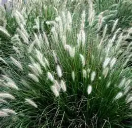 Bunny grass in containers.