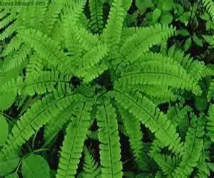 Ferns do well in container gardens.