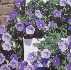 Petunias are popular in container gardens.