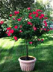Rose Gardening In Containers Enjoy Container Gardening