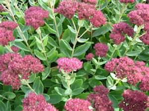 Sedum is a great drought resistant perennial for container gardens.